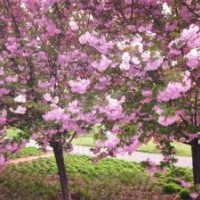 湖南櫻花價格，日本櫻花，櫻花基地苗、苗圃苗、移栽苗