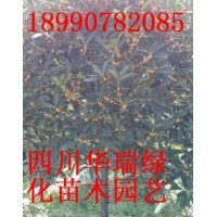 金桂、八月桂、銀桂、天竺桂、香樟、紅葉李、海棠