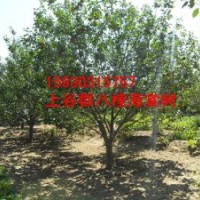 八棱海棠樹造型樹