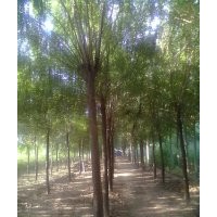 供應(yīng)白蠟-千頭椿樹-毛白楊-１０７楊-柳樹-國槐-法桐-合歡