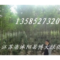 大量供應(yīng):1--3公分《大葉女貞、紫薇、紫葉李、國槐
