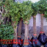 供應(yīng)70-1米高優(yōu)質(zhì)大紅朱砂桂移栽小苗