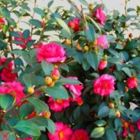 湖北八月桂 茶梅、茶花、龜甲冬青、迎春