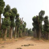 香樟香泡樹欒樹價(jià)格