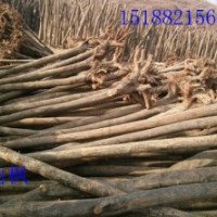 供黃櫨，玉蘭，南北欒，五角楓，巨紫荊，杜仲，木瓜，臭椿，女貞
