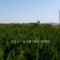 龍柏1.5-2.0