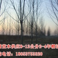 供應(yīng)2014年山東濟(jì)寧2年帽法桐10公分法桐價(jià)格