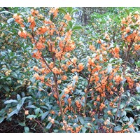 朱砂桂花，金桂批發(fā)銷售