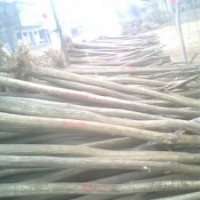 7公分國槐價(jià)格
