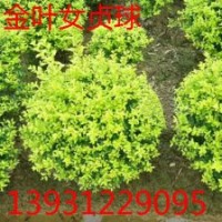 金葉女貞