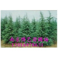 雪松,廣玉蘭,源頭南京博藝苗圃場