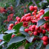 大紅袍花椒苗，花椒苗批發(fā)，花椒苗，山楂苗，梨苗，核桃苗