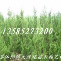 大量供應(yīng)龍柏、直升龍柏、龍柏球等各種綠化苗木