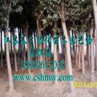 大葉女貞，欒樹，紫葉李，樸樹，垂柳，櫻花，水杉，垂槐，黃金槐
