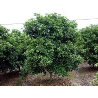 供應桂花當年苗、2年苗
