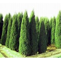 河南檜、西安檜、望都塔檜、沙地柏、側(cè)柏