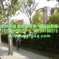 法國冬青行情走勢(shì)-法國冬青報(bào)價(jià)-珊瑚樹苗木報(bào)價(jià)