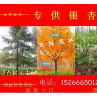 低價供應銀杏樹