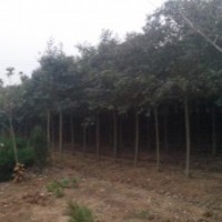 蜀檜、龍柏、大葉女貞各種規(guī)格
