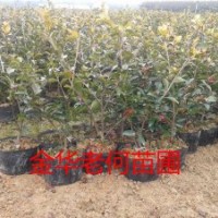 綠化工程綠化苗出售茶花、桂花