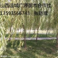 柳樹出售、3、4、5公分青皮垂柳、張和柳大量低價(jià)供應(yīng)