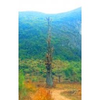 直徑60CM-140CM大野生銀杏、大香樟、大紫薇