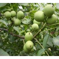 5公分-8公分-12公分核桃樹 綠野科技苗圃直銷