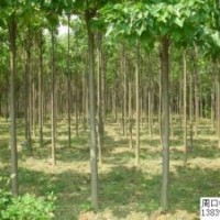 低價出售2-3公分楸樹，8-25公分楸樹