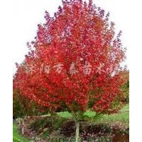 供應(yīng)丁香、芙蓉、結(jié)香、木繡球、夾竹桃、紅瑞木