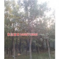白蠟供應價格