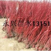 供應(yīng)：紅瑞木，紅王子錦帶，連翹，迎春，棣棠等苗木。