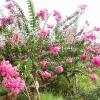 供應(yīng)紫荊、紫薇、連翹、迎春、木槿、櫻花、垂梅