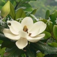 供應(yīng)劍麻、連翹、灑金柏、爬地柏、沙地柏、蜀檜、北京檜