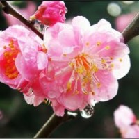 供應(yīng)紅梅、綠梅、垂梅、貼梗棠、垂絲海棠