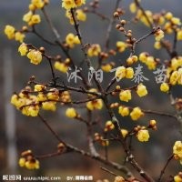 供應(yīng)臘梅、垂梅、榆葉梅、劍麻、小葉女貞、紅葉小檗
