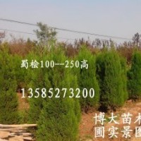 特售蜀檜（塔柏)（高15-200公分）檜柏、蜀檜小