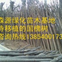 供應(yīng)7-8公分國(guó)槐價(jià)格-兩年冒國(guó)槐價(jià)格