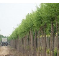 山西白皮松 國槐 柳樹供應(yīng)基地