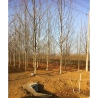 供應(yīng)法桐 青垂 白蠟 七葉樹15653730977