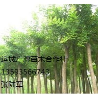 國(guó)槐出售、6、7公分國(guó)槐低價(jià)供應(yīng)
