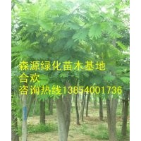山西合歡價(jià)格-8公分合歡10公分合歡12公分合歡15公分合歡