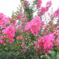 河北廊坊天豪苗圃供應(yīng)喬木 花灌木 宿根花卉
