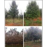 長(zhǎng)期供應(yīng)大量櫻花、桂花、樟樹(shù)、羅漢松、高桿紅葉石楠等