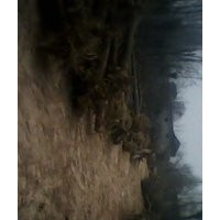 供應紫葉李、國槐、法桐、垂柳
