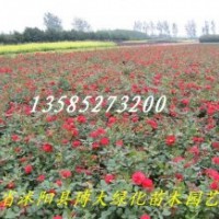 豐花月季、紅帽月季、黃帽月季、品種月季130 余種