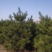 供應2.5米油松