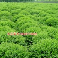 金葉女貞報(bào)價(jià)河北木蘭苗木種植基地