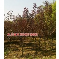 紫葉李廠家批發(fā)河北木蘭苗木種植基地
