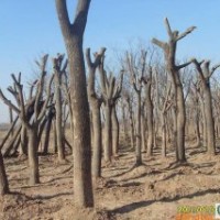 8公分國(guó)槐、法桐、垂柳、合歡、白蠟