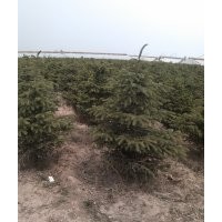 大量供應(yīng)紅皮，青仟云杉1.5-2米